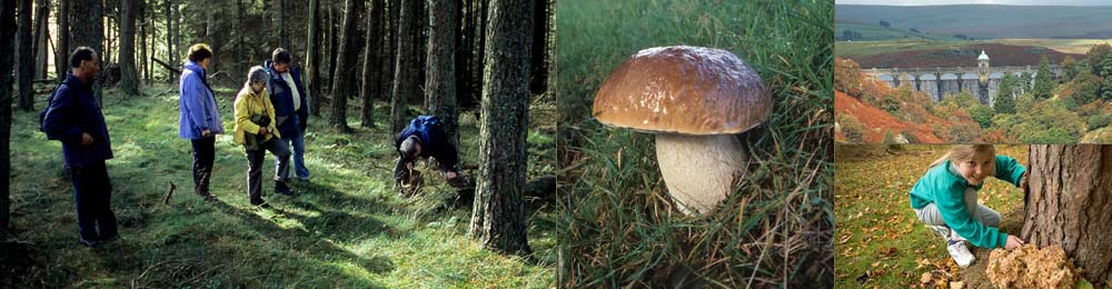 mushroom foraging breaks